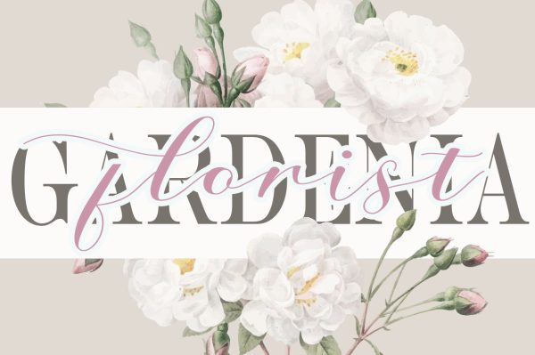 Amanda script Supply - Image 2