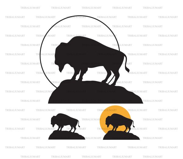 American Bison (Buffalo) at Sunset Supply